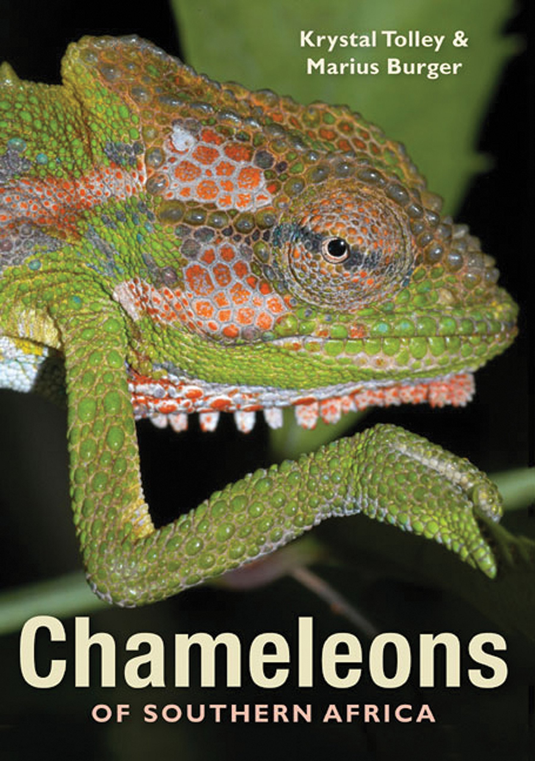 Chameleons of Southern Africa by Tolley, Krystal | Penguin Random